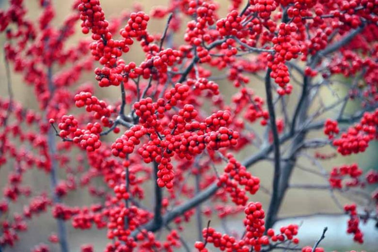 Tree With Red Berries